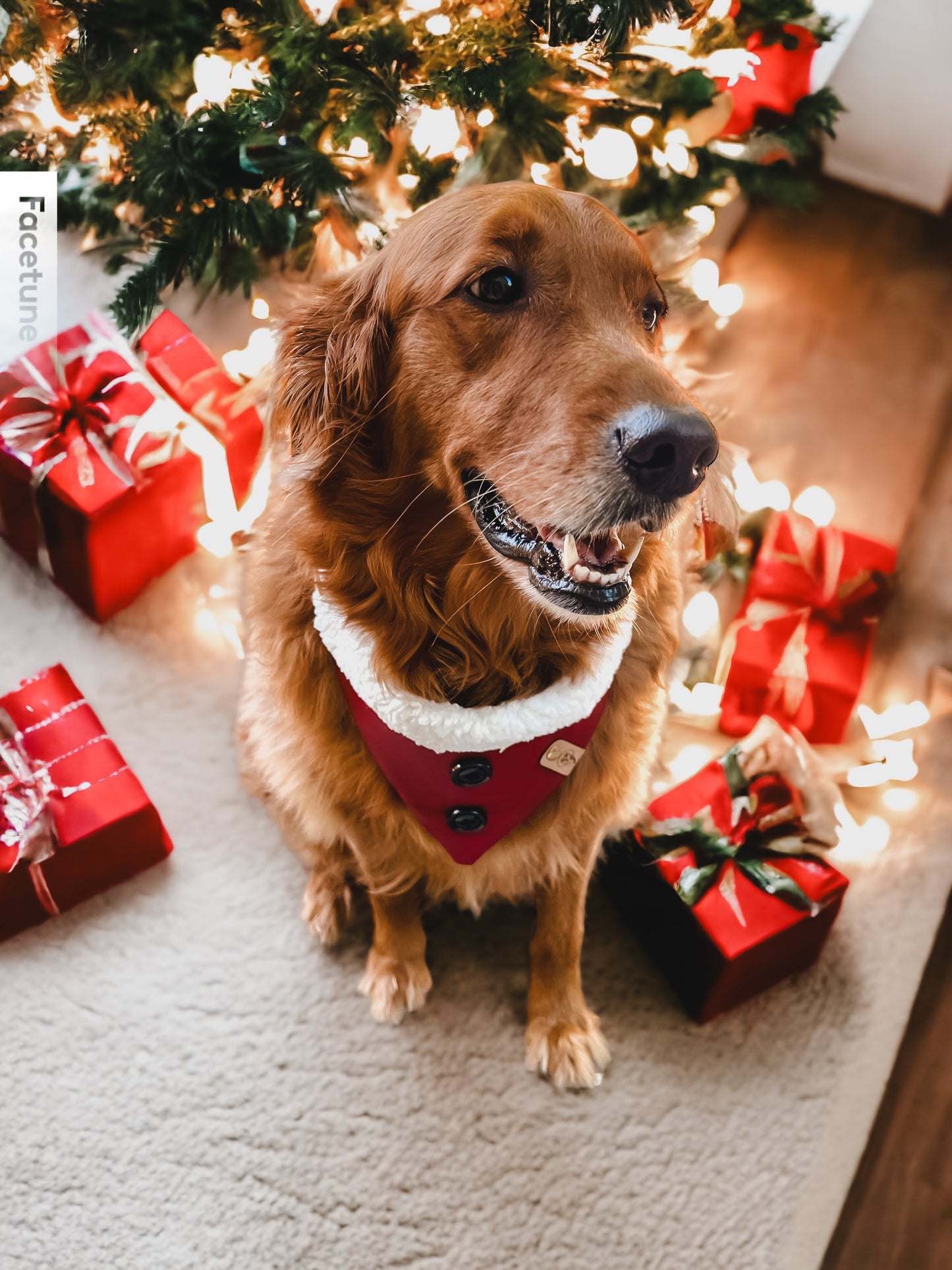 Santa Baby Bandana | Holiday Collection ๐