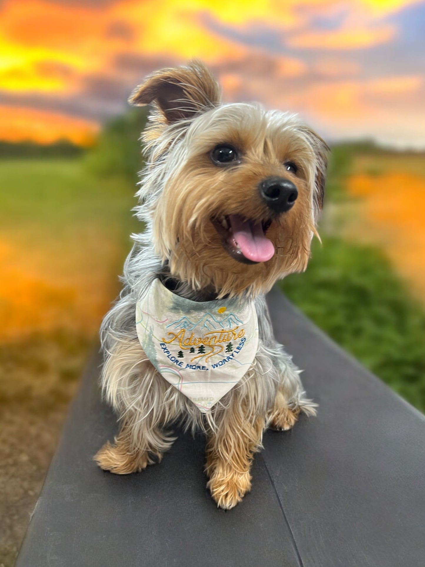 Adventure Bandana | Everyday Collection