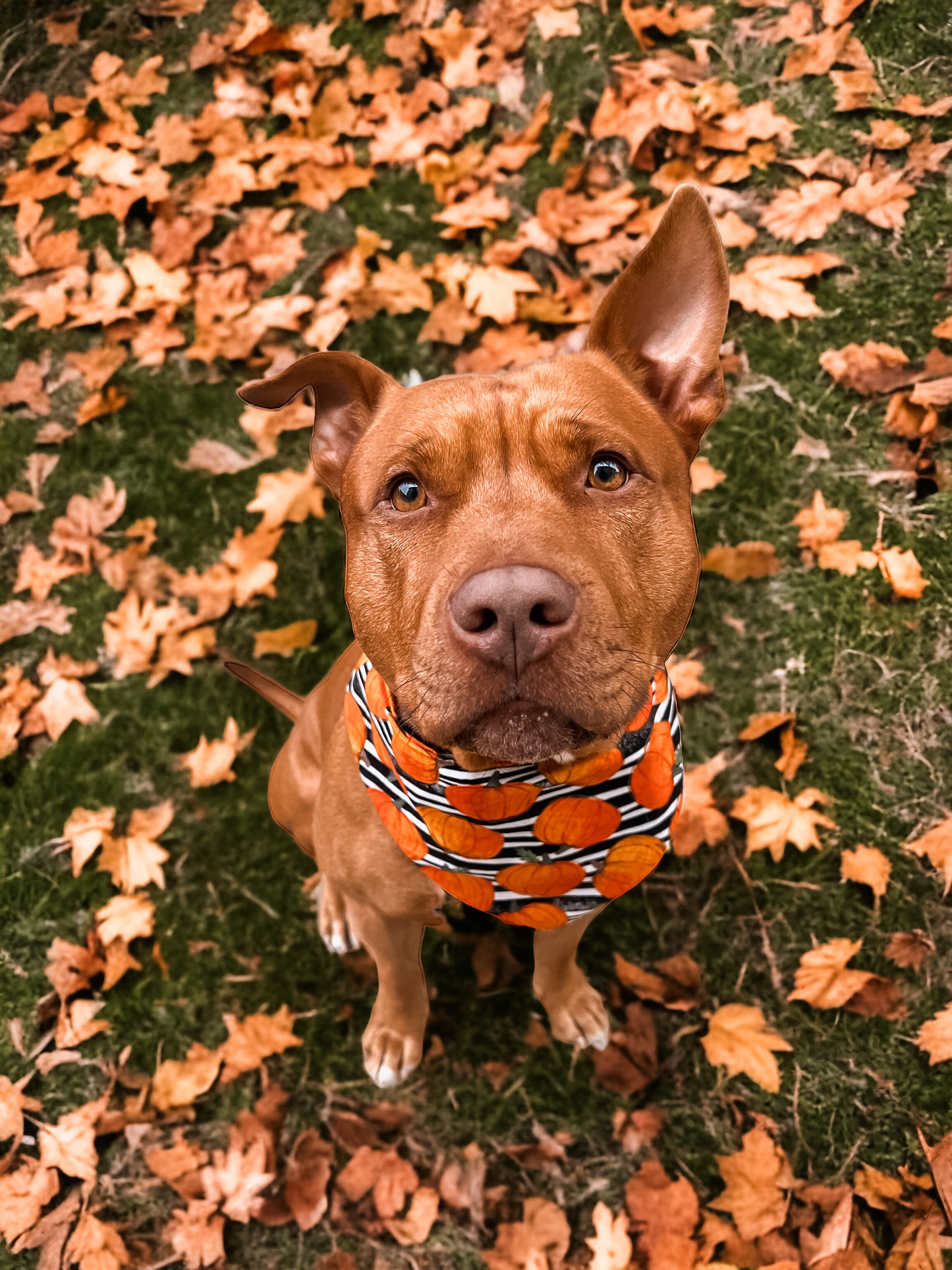 Pumpkin Patch Bandana | Autumn Pet Accessories