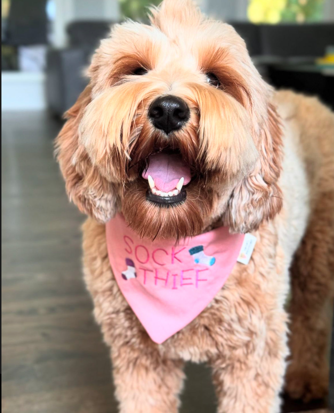 Sock Thief Bandana | Everyday Collection