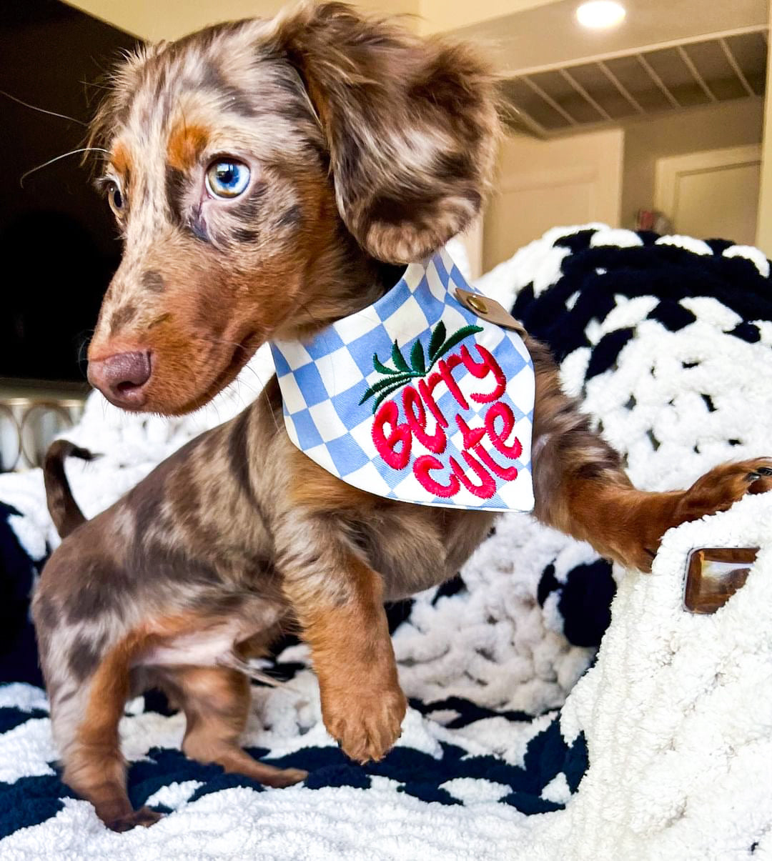 Berry Cute Bandana | Spring Horizon π