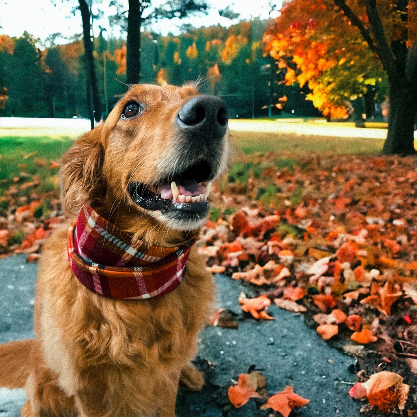 Cozy Cabin Scarf | Fall Collection