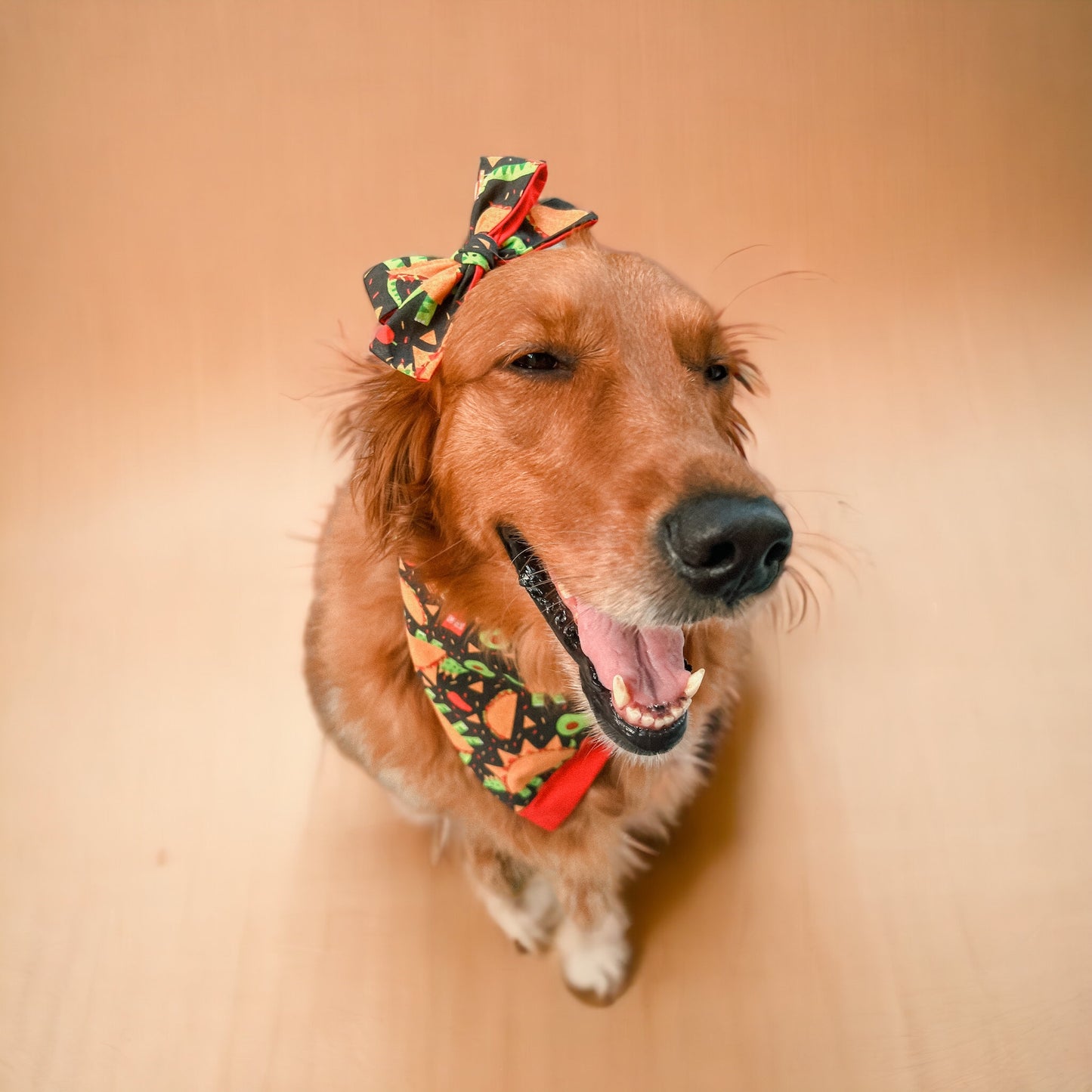 Taco Tuesday Bandana | Pet Accessories