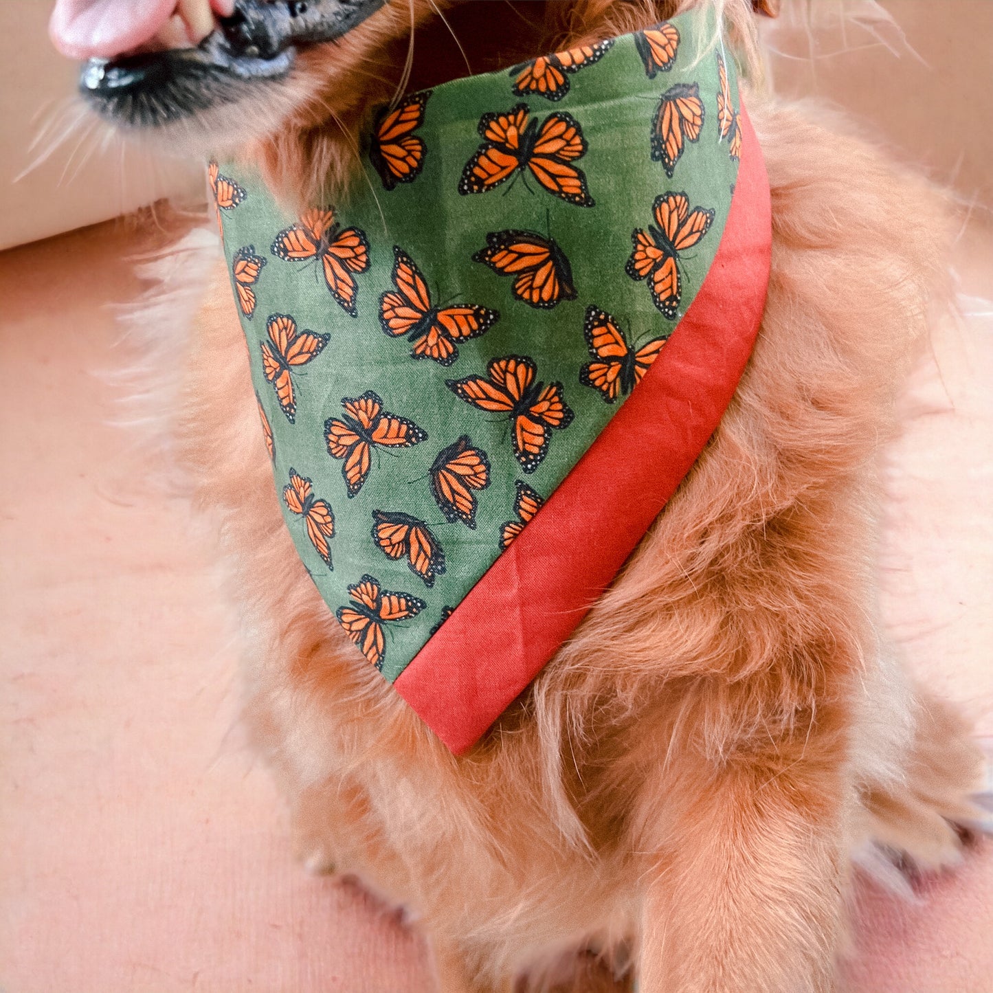 Wild Butterfly Bandana | Pet Accessories