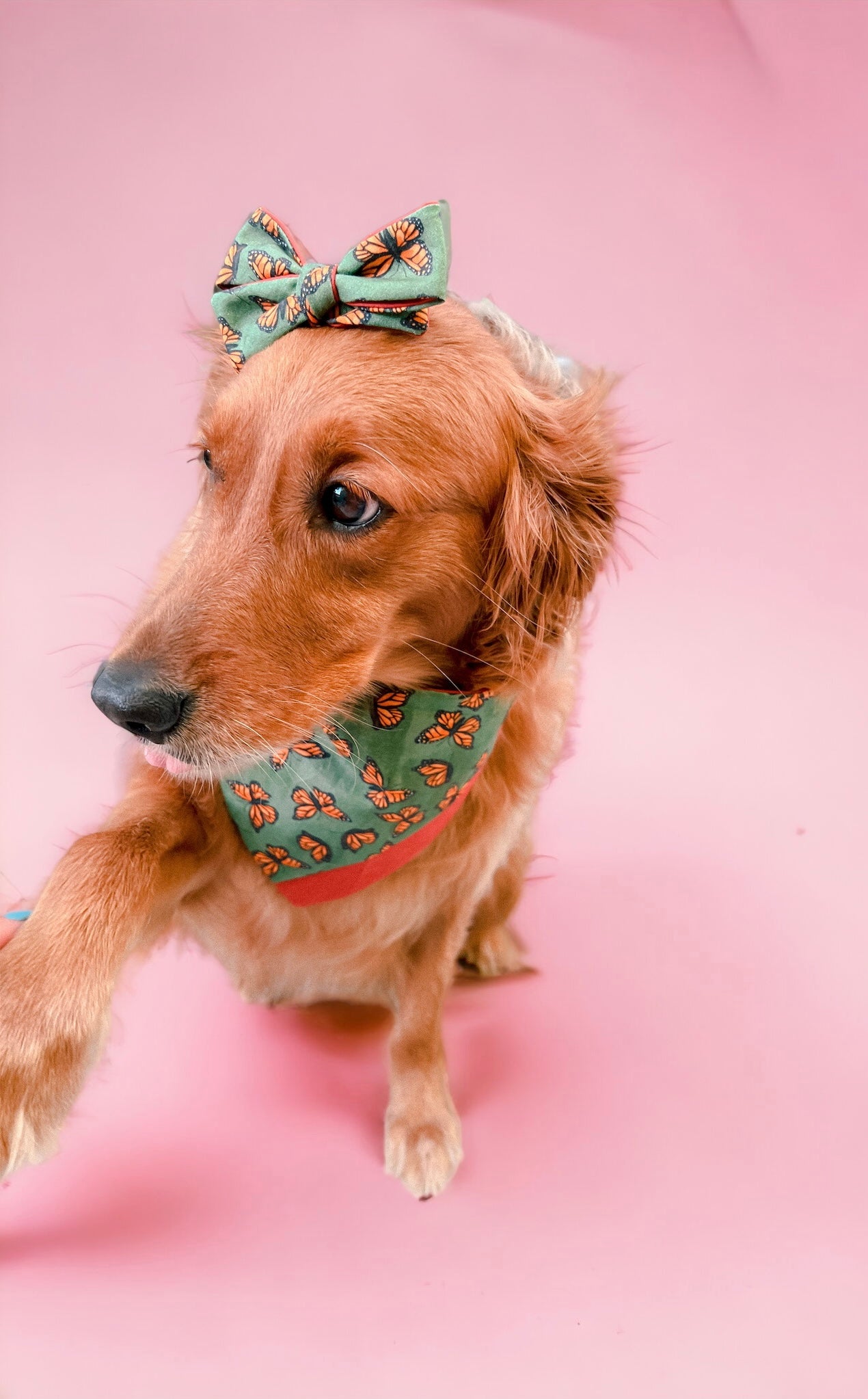 Wild Butterfly Bandana | Pet Accessories