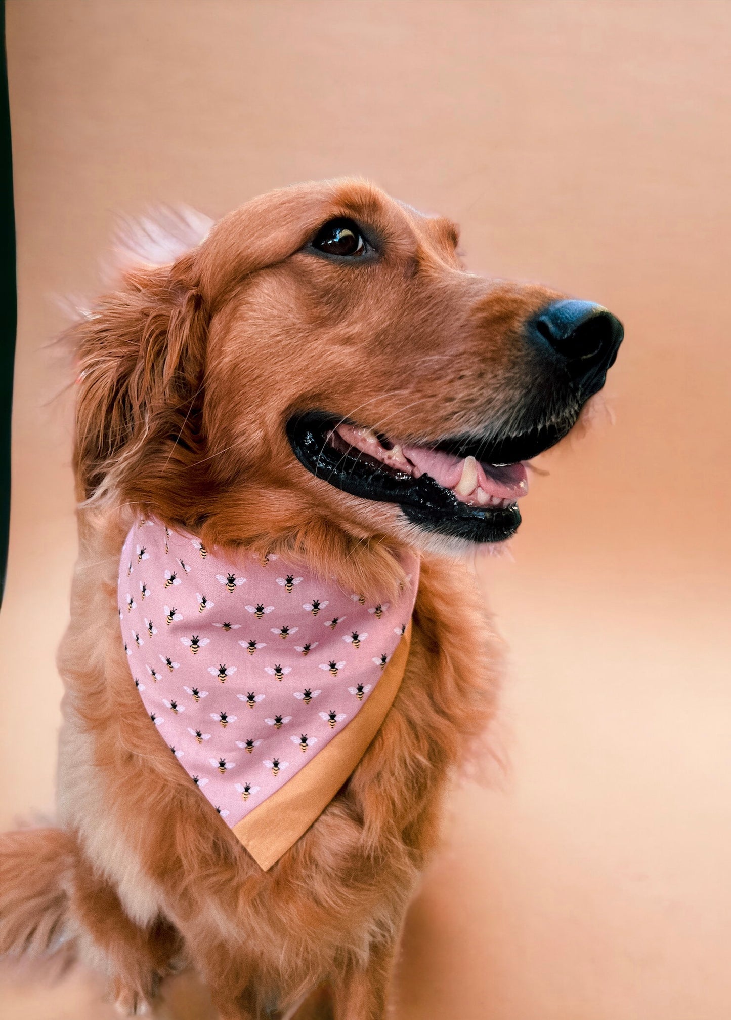 Honey Trail Bandana | Pet Accessories