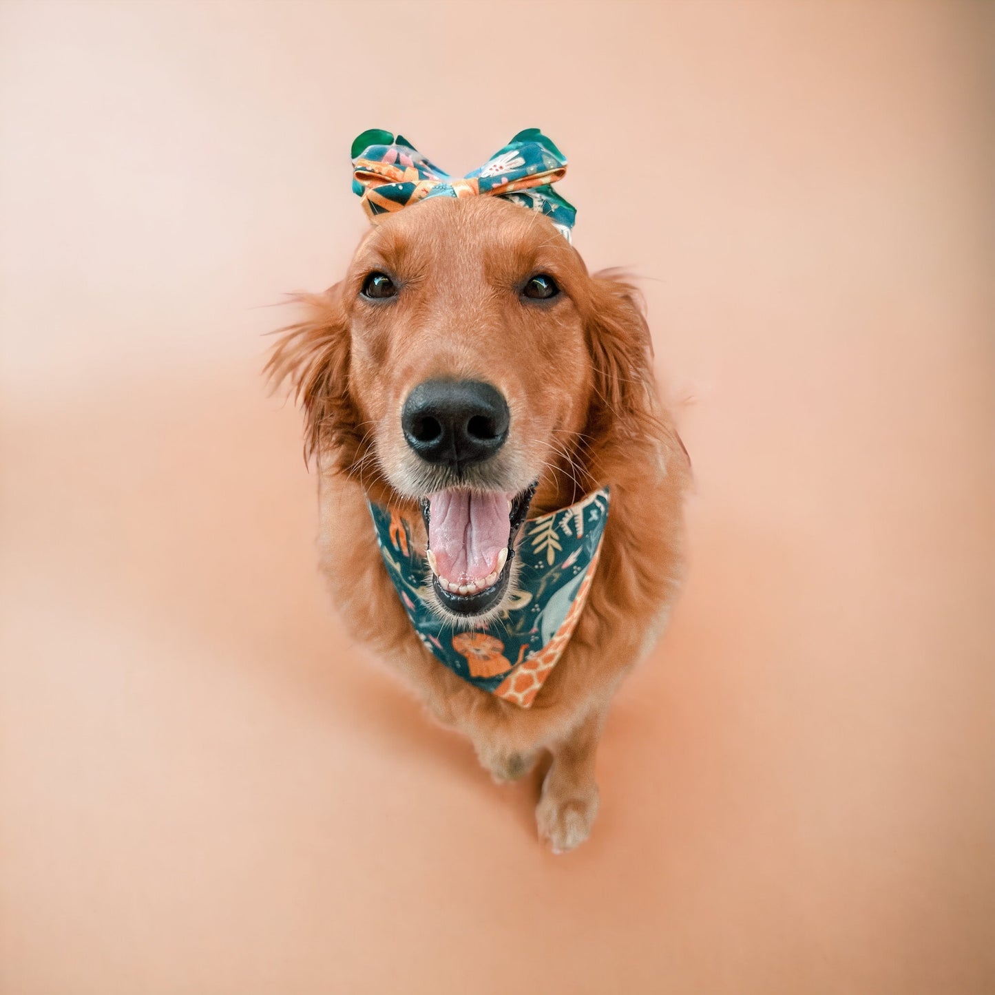 ZOOmies Clip On Bow | Summer Collection ☀️
