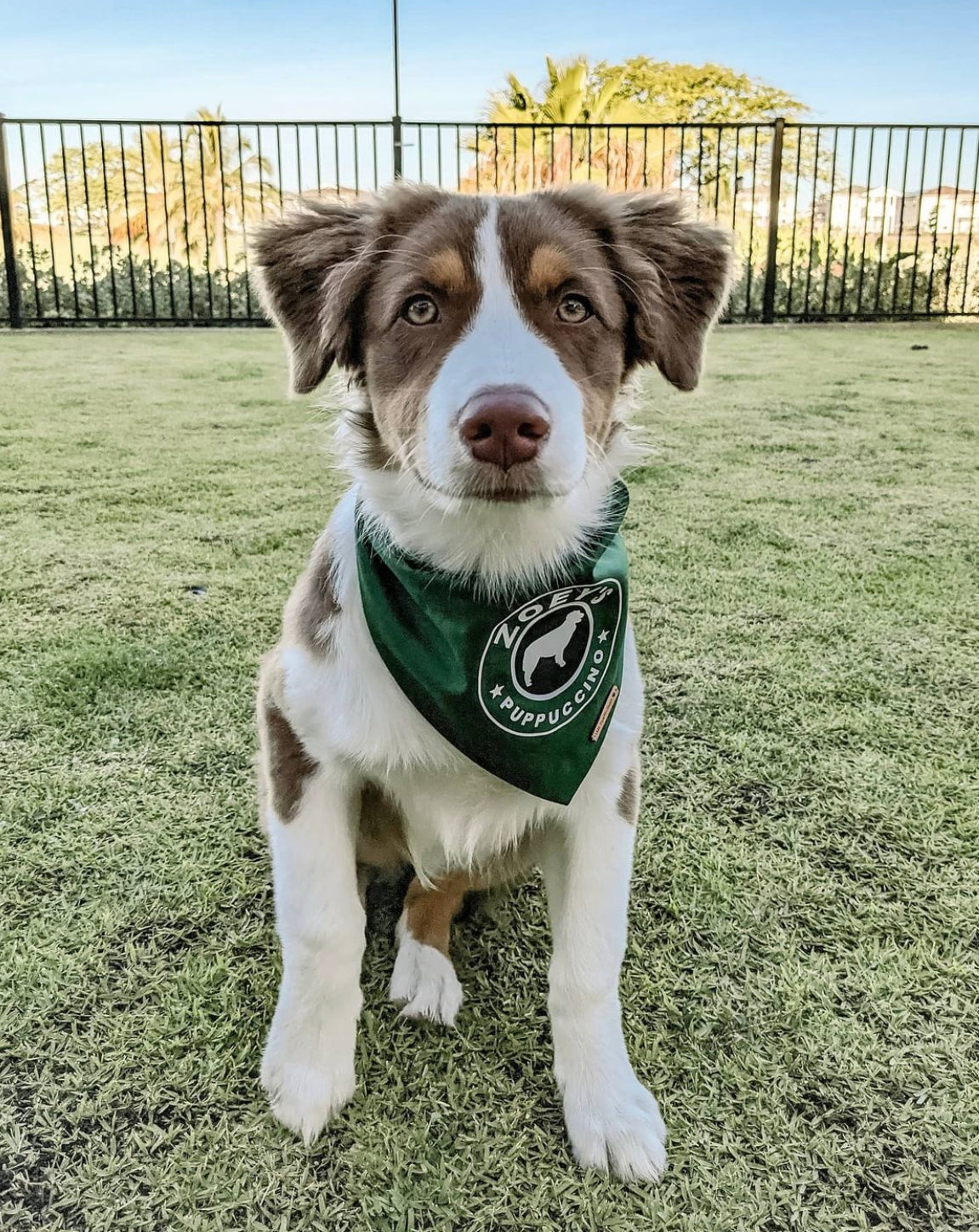 CUSTOM PUPPUCCINO BANDANA