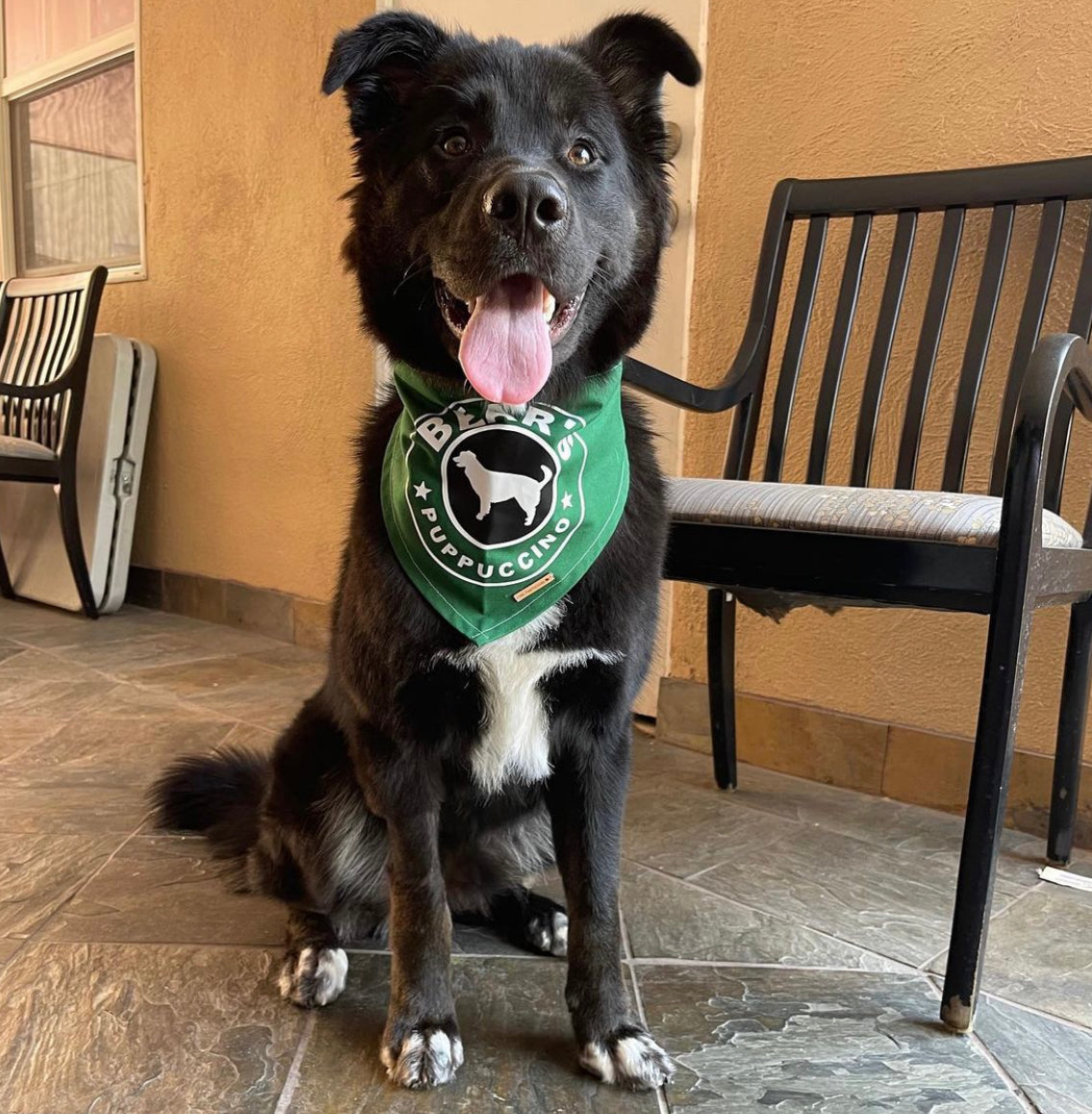 CUSTOM PUPPUCCINO BANDANA
