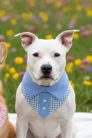 Duke Bandana | Petals On The Boulevard ✿