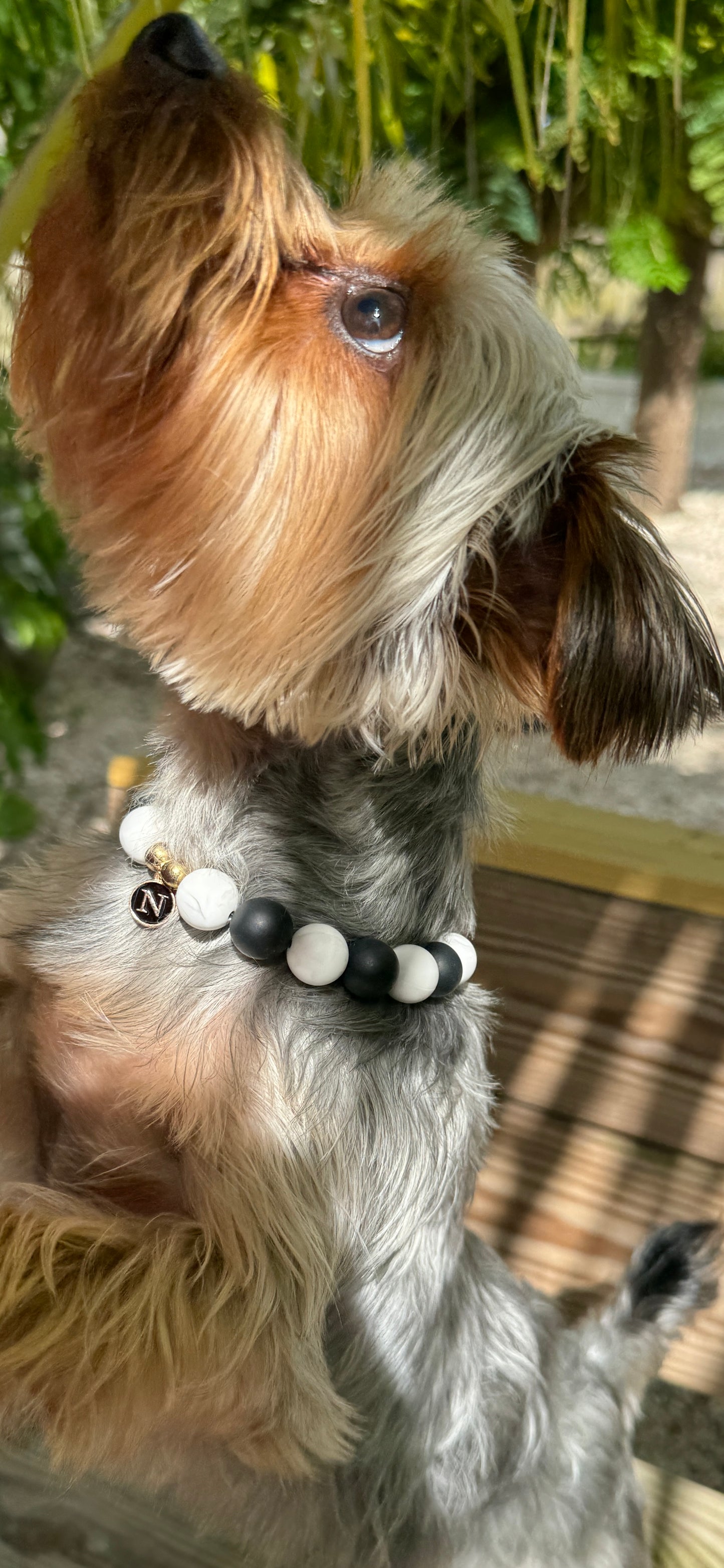 Black Tie Event Necklace | Pet Accessories