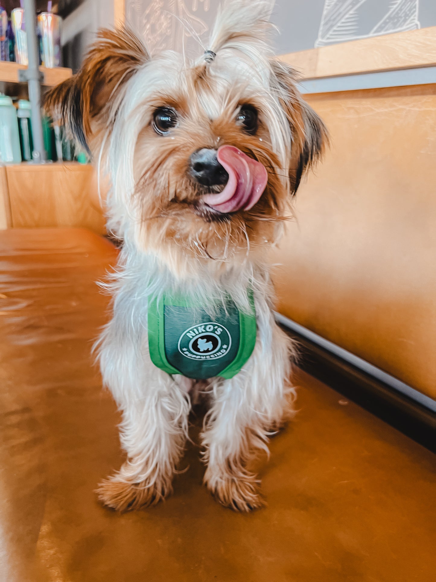 PUPPUCCINO APRON