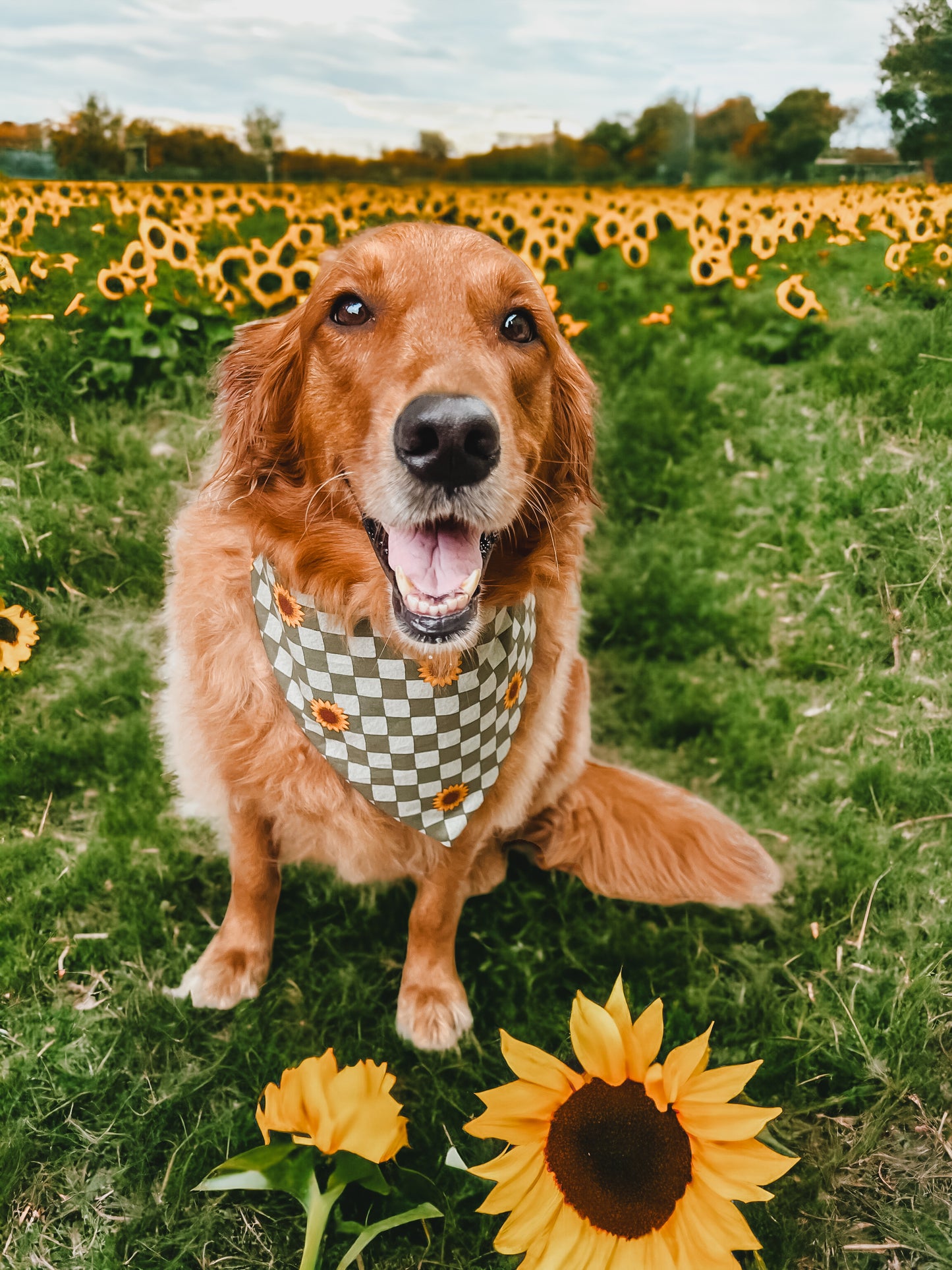 Golden Sunflower Reversible Bandana | Autumn Pet Accessories