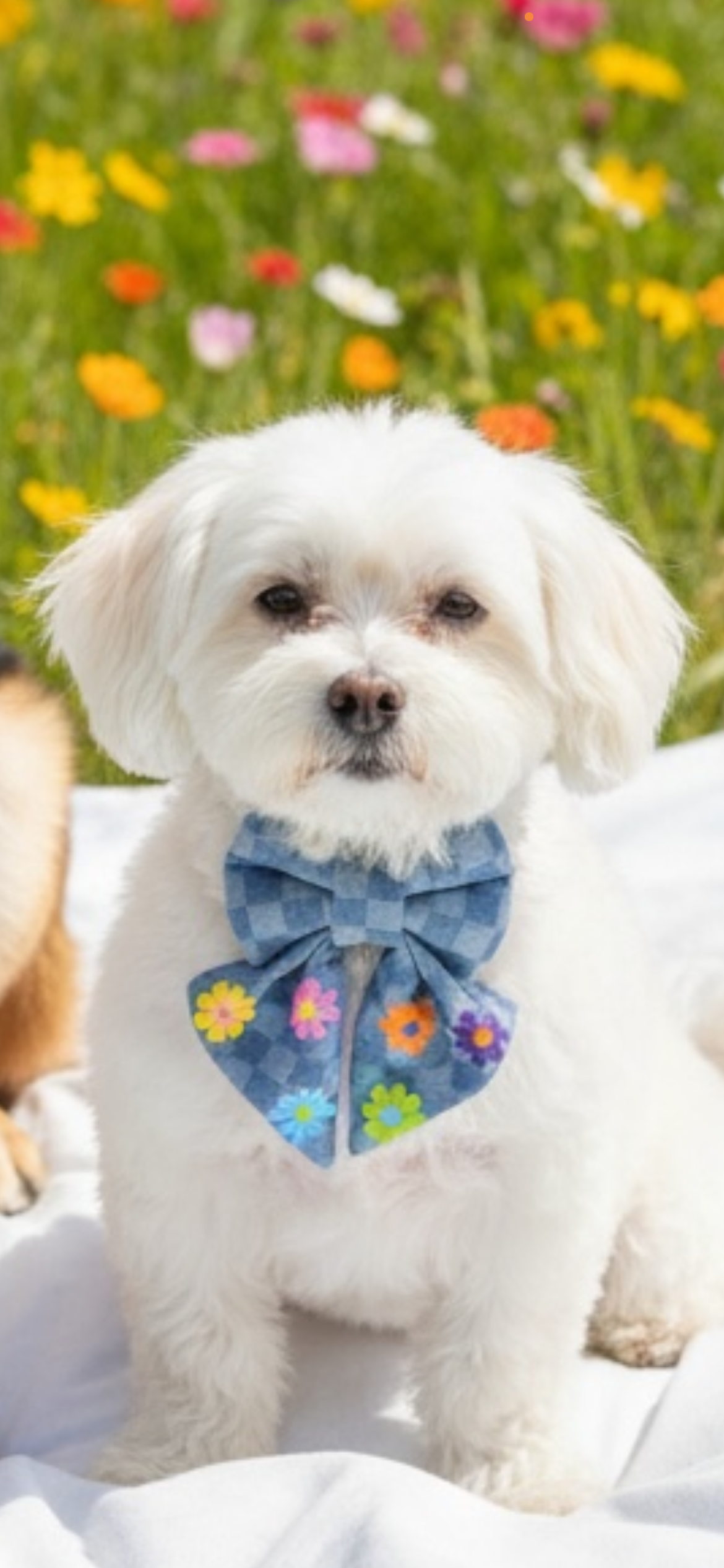 Blossom Boulevard Sailor Bowtie | Petals On The Boulevard ✿